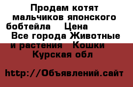 Продам котят мальчиков японского бобтейла. › Цена ­ 30 000 - Все города Животные и растения » Кошки   . Курская обл.